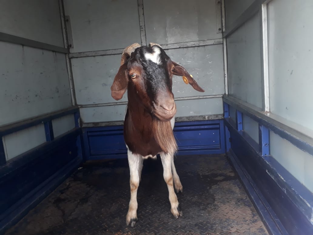 Services iyi hene yitwa boar