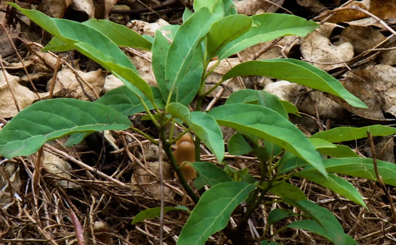 Services Screenshot 2026 02 10 145336