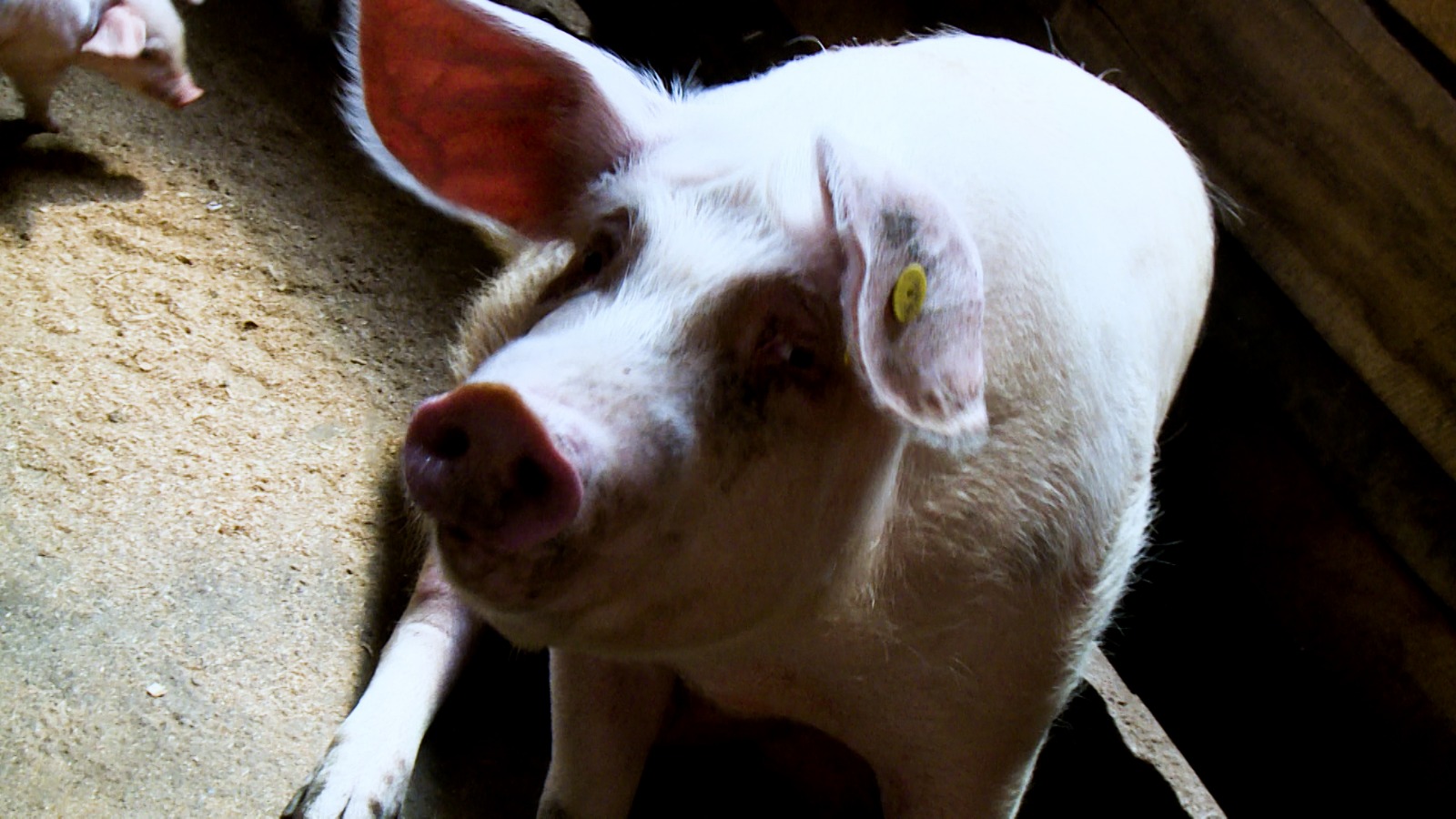 Services whatsapp image 2026 02 03 at 5.16.46 pm (3)