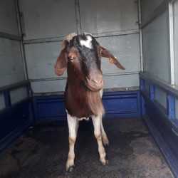 Iyi hene yitwa boar iyi hene yitwa boar