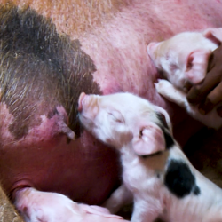 Bow with Piglets screenshot 2026 02 10 145232