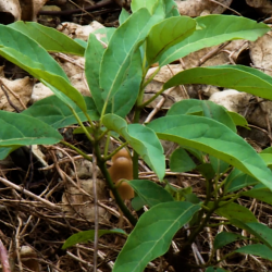 Avocado Svg+xml,%3Csvg%20xmlns%3D%22http%3A%2F%2Fwww.w3