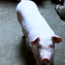 Piglets Svg+xml,%3Csvg%20xmlns%3D%22http%3A%2F%2Fwww.w3