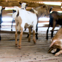 Piglets Svg+xml,%3Csvg%20xmlns%3D%22http%3A%2F%2Fwww.w3