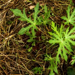 Papaya Svg+xml,%3Csvg%20xmlns%3D%22http%3A%2F%2Fwww.w3