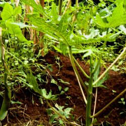 papaya Svg+xml,%3Csvg%20xmlns%3D%22http%3A%2F%2Fwww.w3