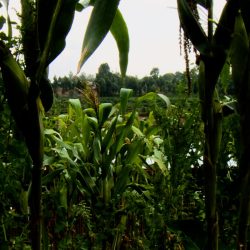 New CAF maize yard Svg+xml,%3Csvg%20xmlns%3D%22http%3A%2F%2Fwww.w3