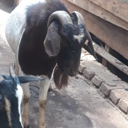 Goat Svg+xml,%3Csvg%20xmlns%3D%22http%3A%2F%2Fwww.w3