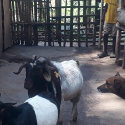 Goats Svg+xml,%3Csvg%20xmlns%3D%22http%3A%2F%2Fwww.w3