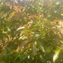 Services whatsapp image 2026 02 12 at 10.57.31 am