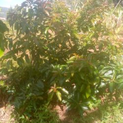 Services whatsapp image 2026 02 12 at 10.57.33 am