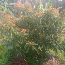 Services whatsapp image 2026 02 12 at 10.57.34 am